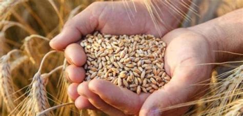 fitre buğday miktarı 2022
